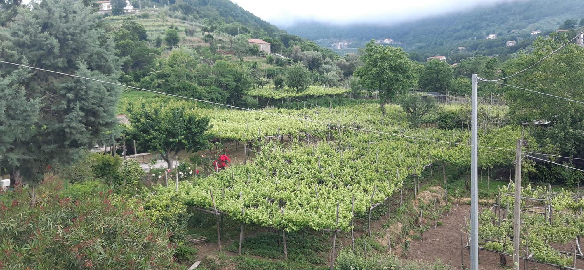 Agriturismo Mare E Monti Konuk evi Tramonti Dış mekan fotoğraf